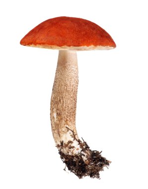 grote geïsoleerde leccinum