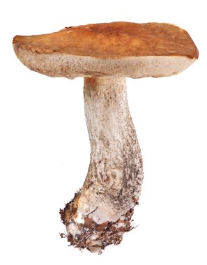 eski huş bolete beyaz