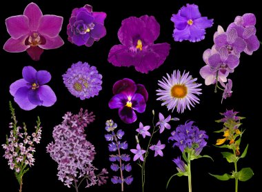 set of lilac color flowers isolated on black clipart