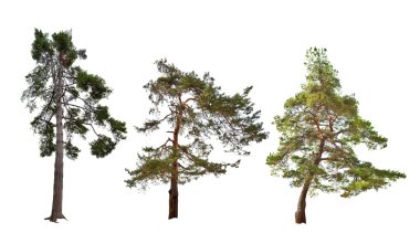 dizi üç çam üzerinde beyaz izole