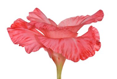 beyaz izole kırmızı ve pembe Glayöl çiçek