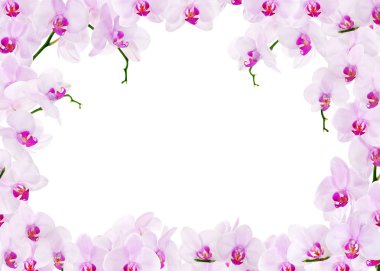 hafif pembe orkide çiçek çerçeve üzerinde beyaz izole
