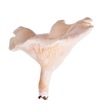 Bulutlu agaric üzerinde beyaz izole