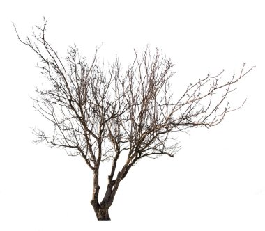 çıplak koyu ağaç beyaz