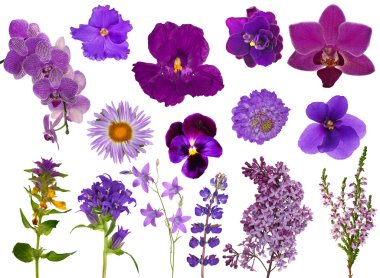 set of lilac color flowers isolated on white clipart