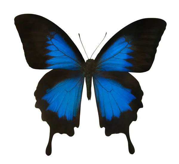 Isolierte blaue Schmetterling Nahaufnahme — Stockfoto