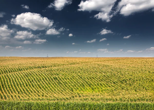 Grünes Maisfeld unter blauem Himmel — Stockfoto