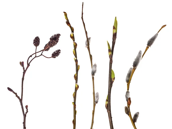 Ensemble de branches de printemps isolées sur blanc — Photo