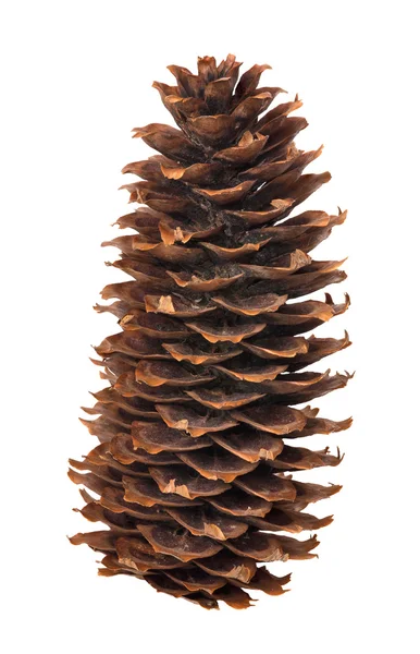 Isolated on white fir cone — Stock Photo, Image