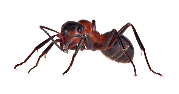 Jediné velké hnědé lesní mravenec izolované na bílém — Stock fotografie