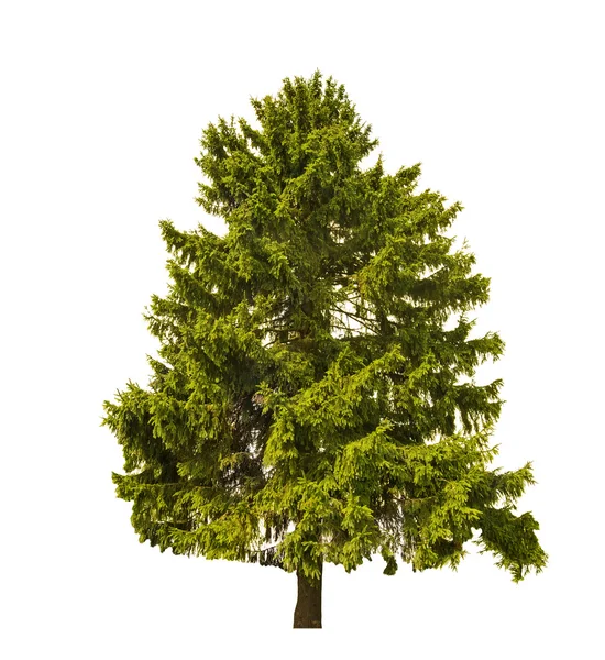 Dark green old fir on white — Stock Photo, Image