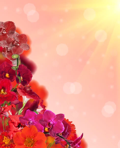 Esquina de flores de color rojo —  Fotos de Stock