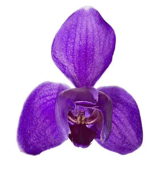 Violet orchideebloem met drie grote bloemblaadjes — Stockfoto