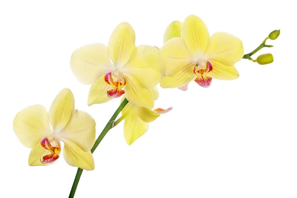 Branche d'orchidée jaune citron sur blanc — Photo