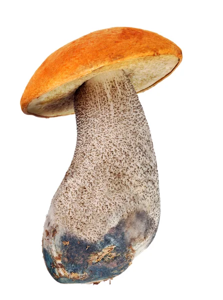 Isolated bright orange-cap boletus — Stock Photo, Image