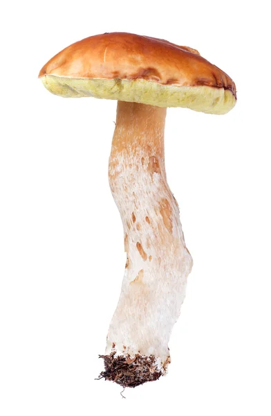 Grote cent broodje geïsoleerd op wit — Stockfoto