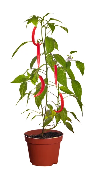 Red chili peppers on green plant — Stock Photo, Image