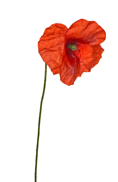 Wild brite red poppy flower — Stock Photo, Image