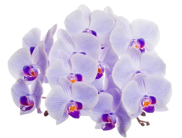 Flor de orquídea azul exuberante isolada — Fotografia de Stock