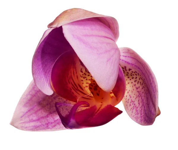 Polo-otevřené růžová orchidej květina — Stock fotografie