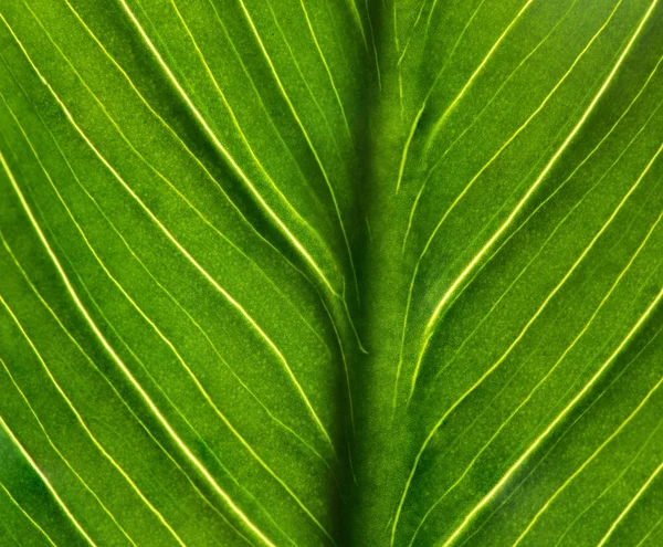 Texture of green leaf — Stock Photo, Image