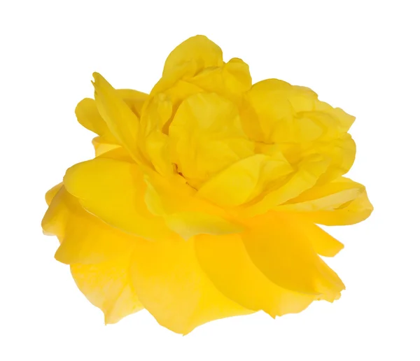 Singolo fiore rosa oro isolato su bianco — Foto Stock