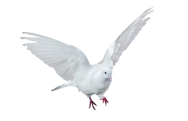 Isolated flying white dove — Stock Photo, Image