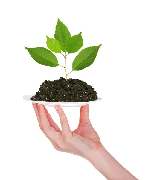 Pequeña planta en la tierra en el plato — Foto de Stock