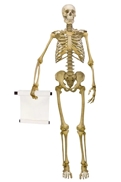 Esqueleto humano segurando pergaminho isolado no branco — Fotografia de Stock