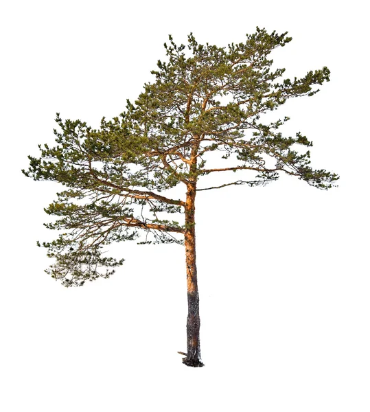 Único pinheiro verde isolado em branco — Fotografia de Stock