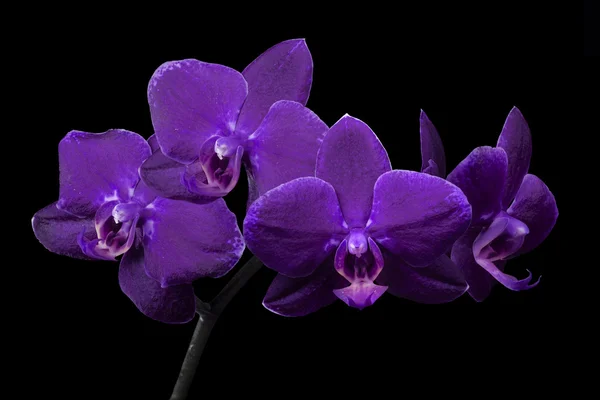 Ramo com lilás escuro isolado em preto — Fotografia de Stock