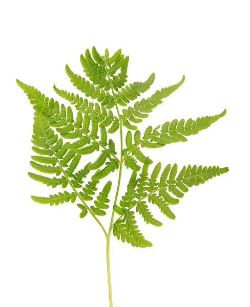 Våren gröna isolerade fern — Stockfoto