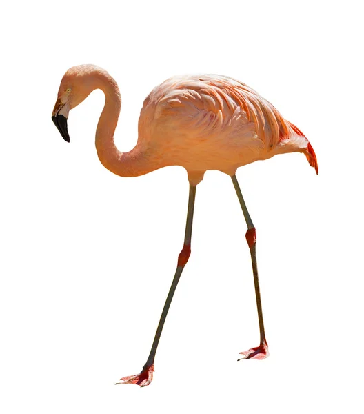 Heldere kleur flamingo geïsoleerd op wit — Stockfoto