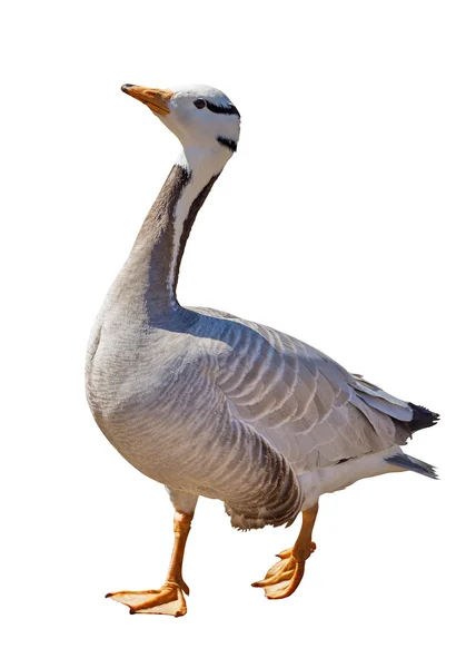 Grey wild goose isolated on white — Stock Photo, Image