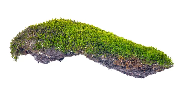 Green moss with soil on white — Stock Photo, Image