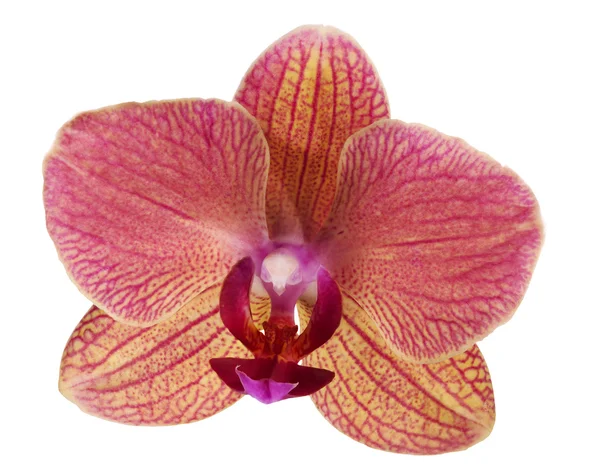 Одна рожева і помаранчева квітка орхідеї — стокове фото