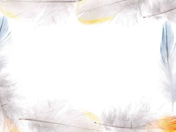 白で隔離される色羽フレーム — ストック写真