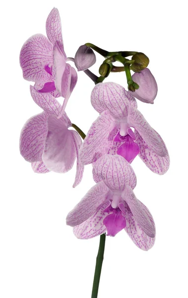 Ramo con fiori di orchidea rosa a strisce su bianco — Foto Stock