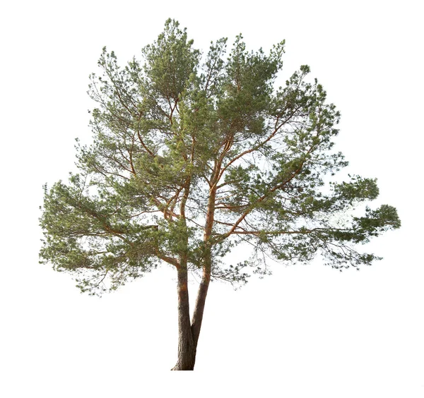 Único pinheiro twing isolado em branco — Fotografia de Stock