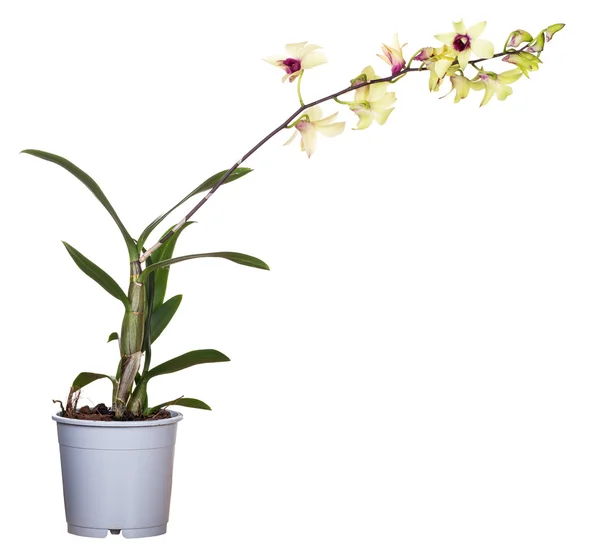 Flor amarela do orchid no potenciômetro isolado no branco — Fotografia de Stock