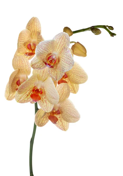 Duże pomarańczowe i różowe kwiaty orchidei biały — Zdjęcie stockowe