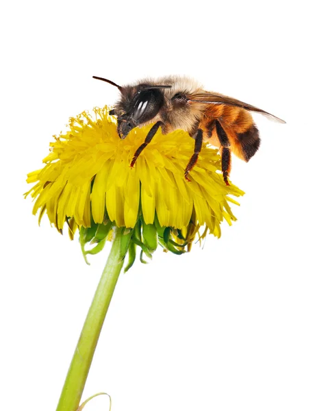 Geïsoleerde gele paardebloem en bruine bee — Stockfoto