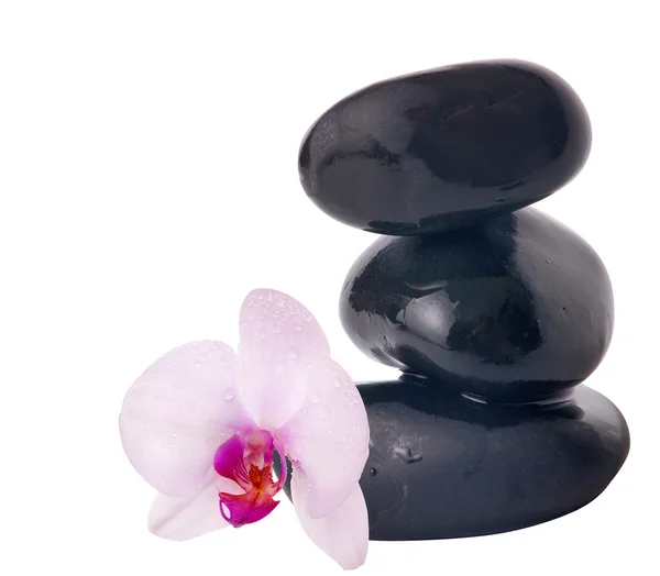 Світло-рожева квітка орхідеї та чорні камені — стокове фото
