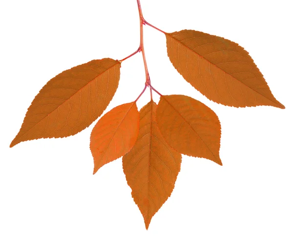 Cherry tree autumn leaves isolated on white — Stock Photo, Image
