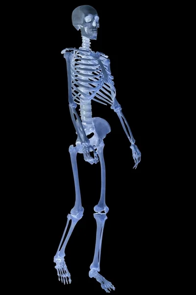 Esqueleto humano aislado en negro — Foto de Stock