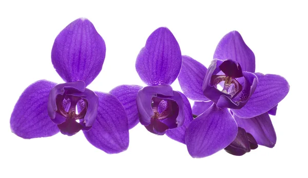 Stora tre kronblad lila orkidéer på vit — Stockfoto