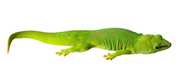 Green small gecko isolated on white — Stock Photo, Image