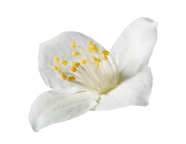 光ジャスミン ホワイトに一輪の花 — ストック写真