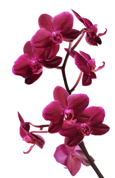 Sötét rózsaszín orchidea virág ág, fehér — Stock Fotó