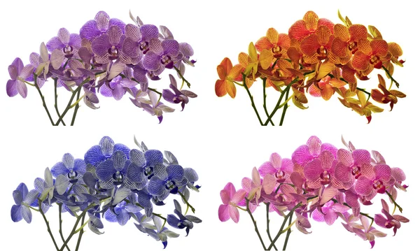 Flores de orquídea de quatro cores no branco — Fotografia de Stock